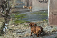 Зарецкие дворики-337