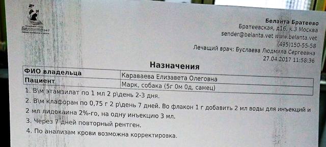 Королевский пудель попал в приют, забираем! 17047283_m