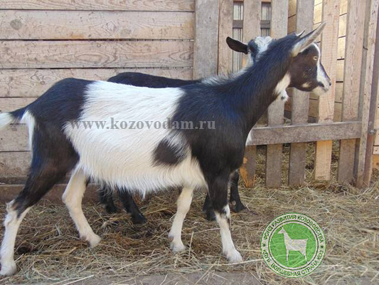 Барыня 1 Рогозина Ирина