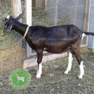 Тайфун Рогозина Ирина