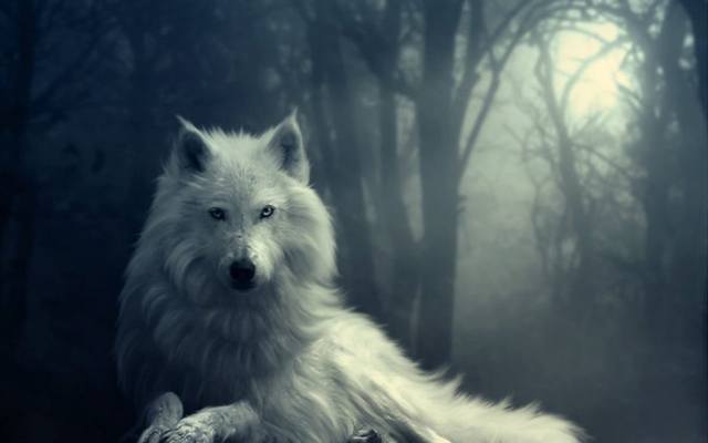 lobo-blanco-en-la-noche Акела