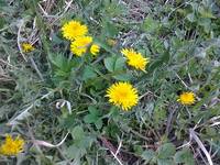 одуванчики