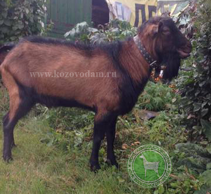 Тугай 1 ЛПХ Смирновских