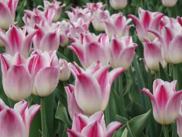 canada tulip10