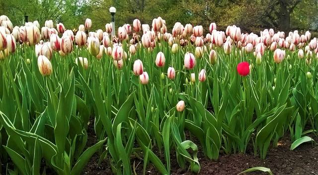 Canada 150 tulip4