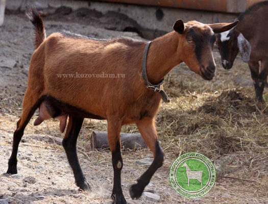Кора 1 Щеглова Н.Г.