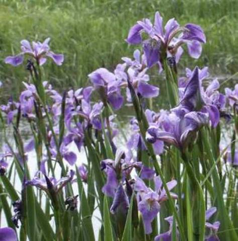Blue Flag iris1