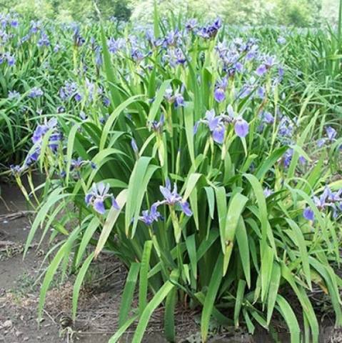 Blue Flag iris2