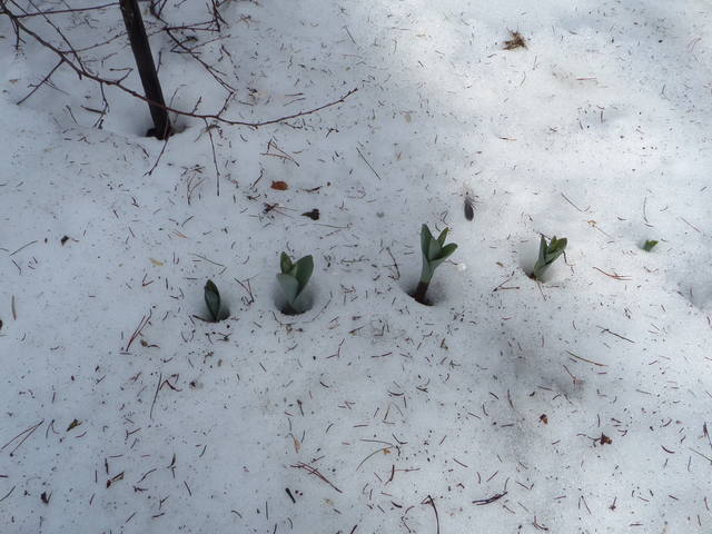 Чайная беседка