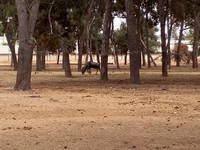 VFL.RU - ваш фотохостинг