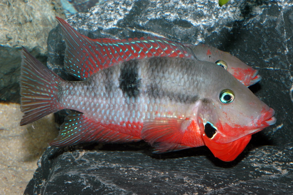 цихлазома меека 4