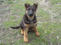 Kennel КСУ-FCI TESORO FRANQUEZO