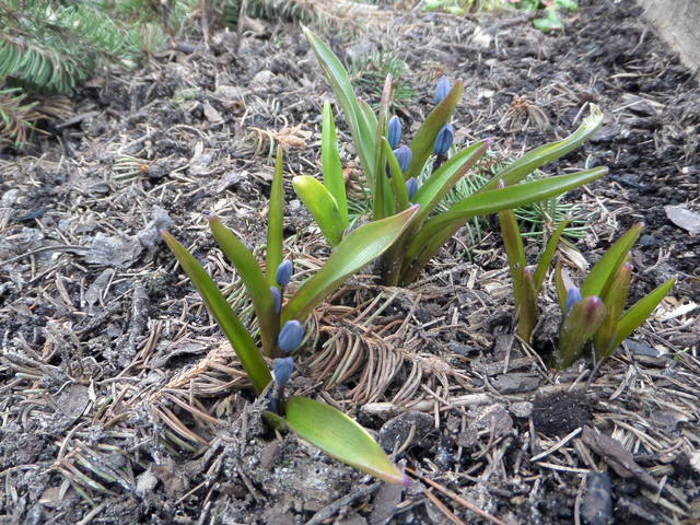 Чайная беседка