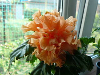 http://images.vfl.ru/ii/1495980883/7210935a/17378978.jpg