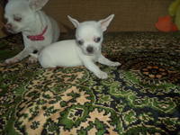 Чіхуахуа, дівчинка,г/ш, д.н.12.04.17 р. №1.