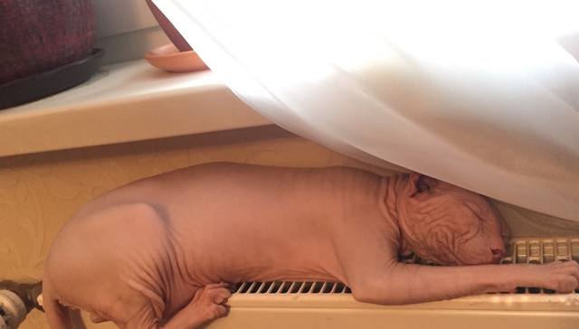 VFL.RU - ваш фотохостинг