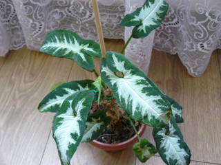 http://images.vfl.ru/ii/1496223566/1c6509b6/17411483.jpg