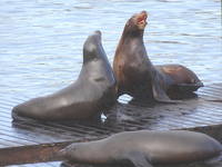 В порту Сан-Франциско. Морские львы на пирсе. Фото Морошкина В.В.