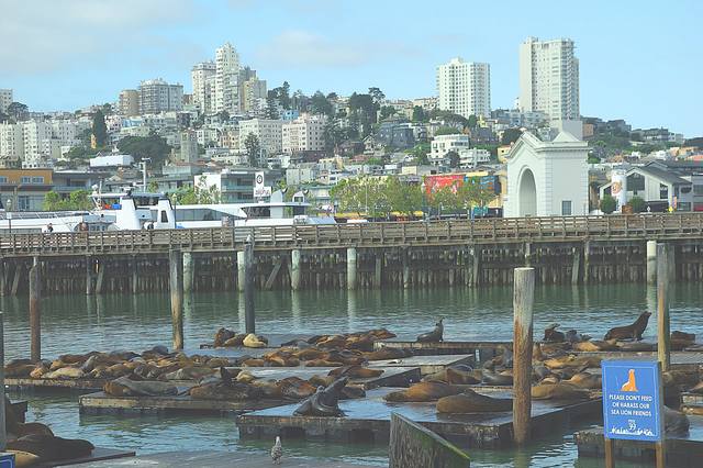 В порту Сан-Франциско. Лежбище морских львов. Фото Морошкина В.В.