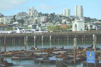 В порту Сан-Франциско. Лежбище морских львов. Фото Морошкина В.В.