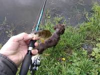 VFL.RU - ваш фотохостинг