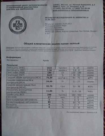 Джесика той пудель осталась сиротой, забрали из приюта!!! 17485190_m