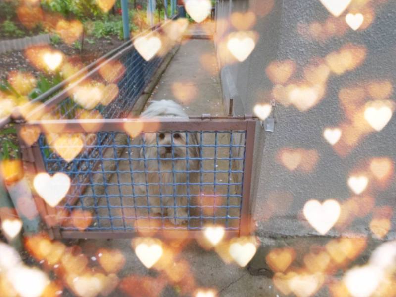 Чайная беседка