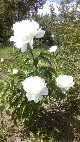 17516436_m.jpg