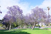 Цветущие деревья жакаранда в сквере на Беверли-хиллс. Фото Морошкина В.В.