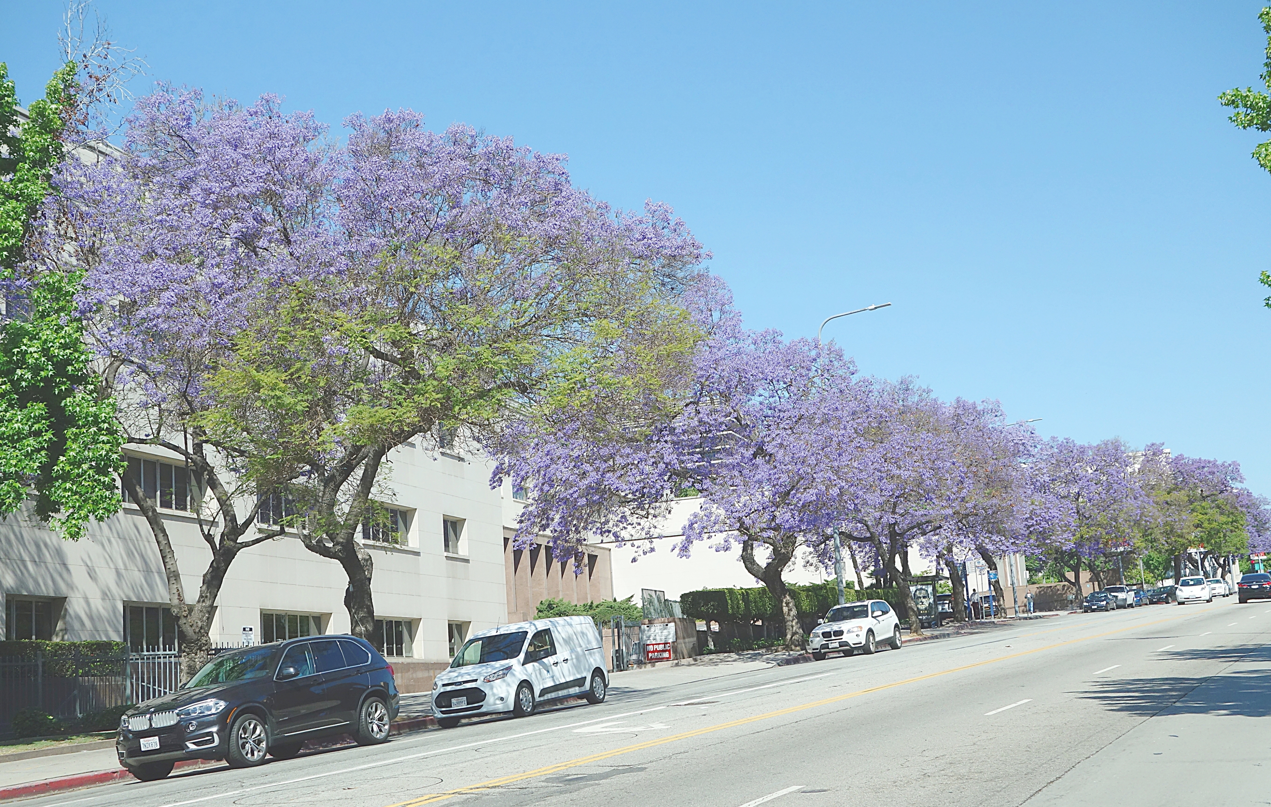 Улица с деревьями жакаранда в р-не Голливуд. Фото Морошкина В.В.
