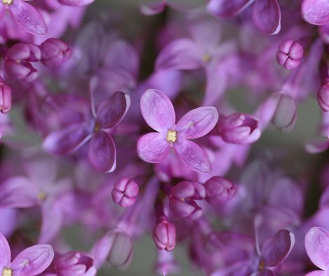 Lilac (3)