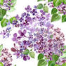 Lilac (6)