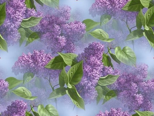 Lilac (9)