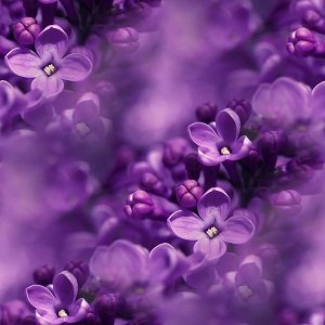 Lilac (8)