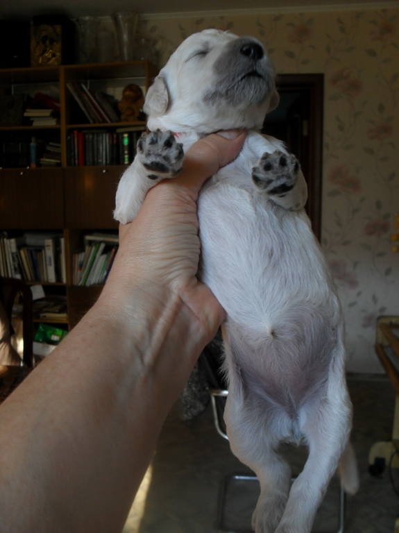 Гигантесса