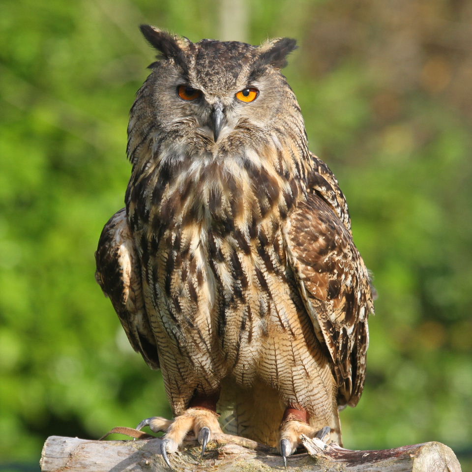 eagleowl1