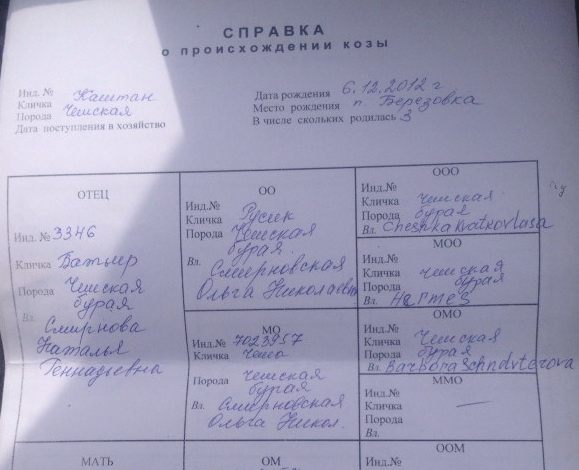 Малова родосл.Каштана обрезка