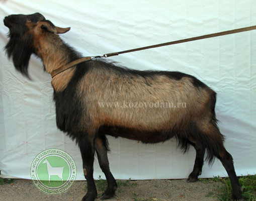 Лорд 1 Екатеринаъ