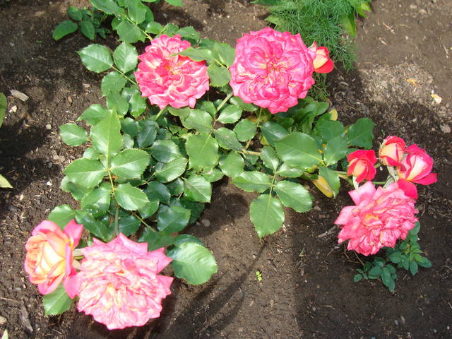 Розы цветут 17726465_m