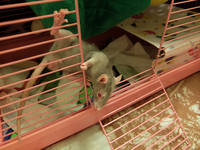 VFL.RU - ваш фотохостинг