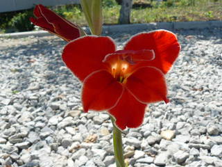 http://images.vfl.ru/ii/1499686051/b76cbbb5/17875758.jpg