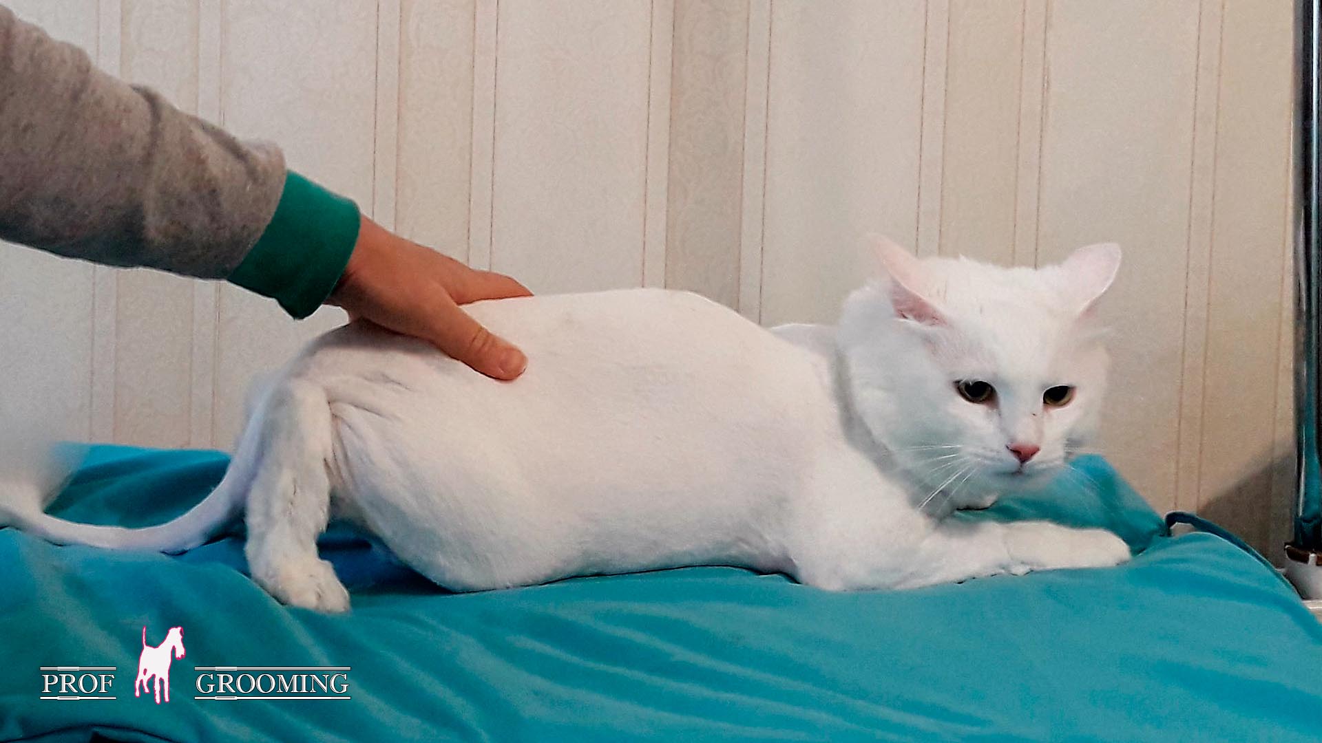 Стриженный белый кот