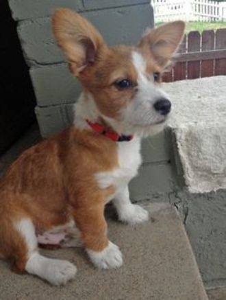 Scnauzer X Corgie