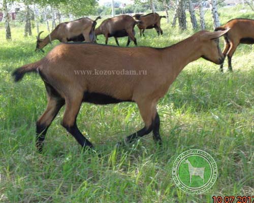 Лисичка 1 SergeyShevtsov