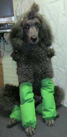 poodle in getres