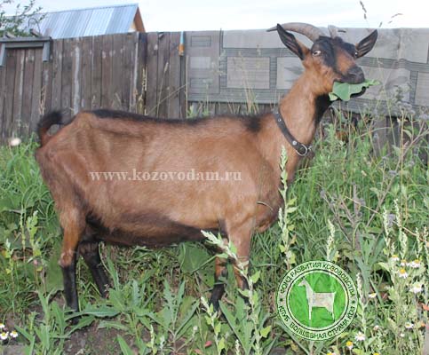 Зинаида 2 Екатеринаъ