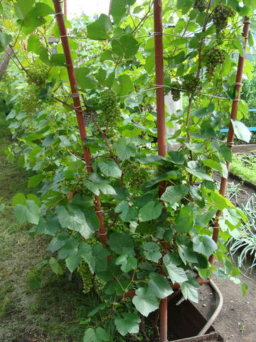 Виноград- секреты выращивания - Страница 31 18016804_m