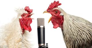 singing-chickens