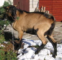 Красавчик[1]