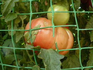 http://images.vfl.ru/ii/1501141371/c7b2681b/18047248.jpg